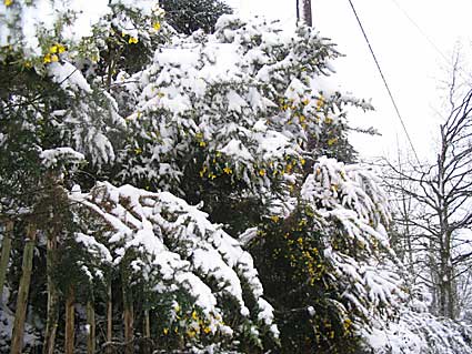 Gorse under a blanket of snow
